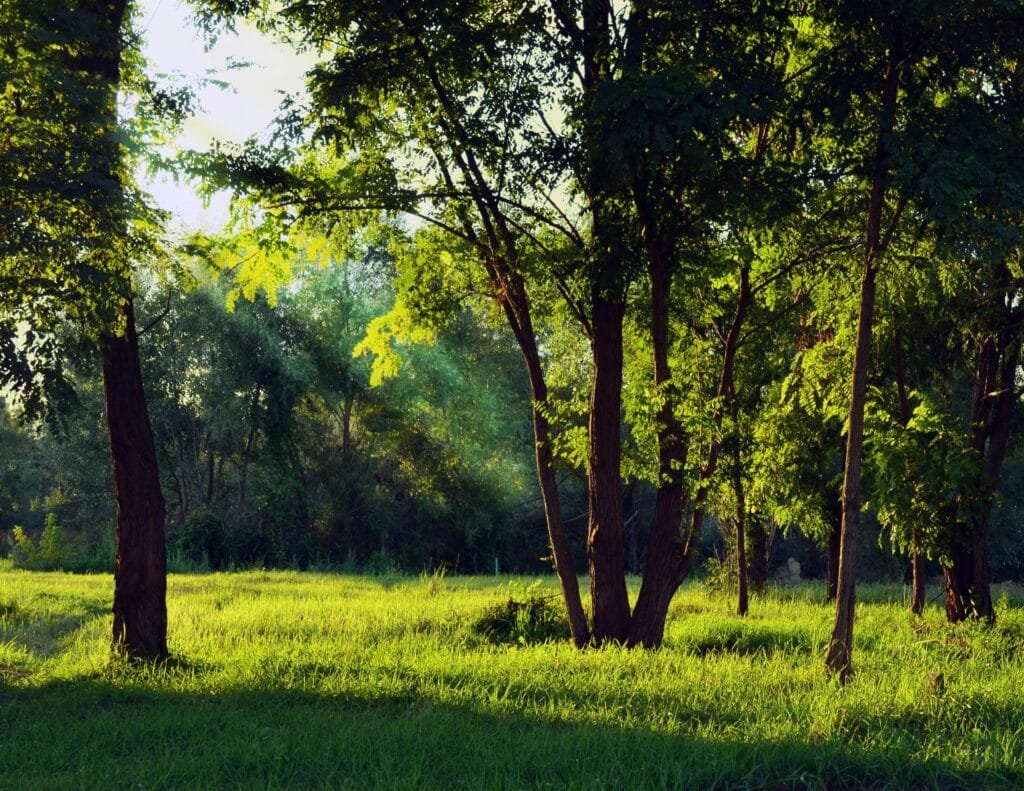 What a wonderful day nature lovers can have by just spending time in a forest and breathing the fresh air!