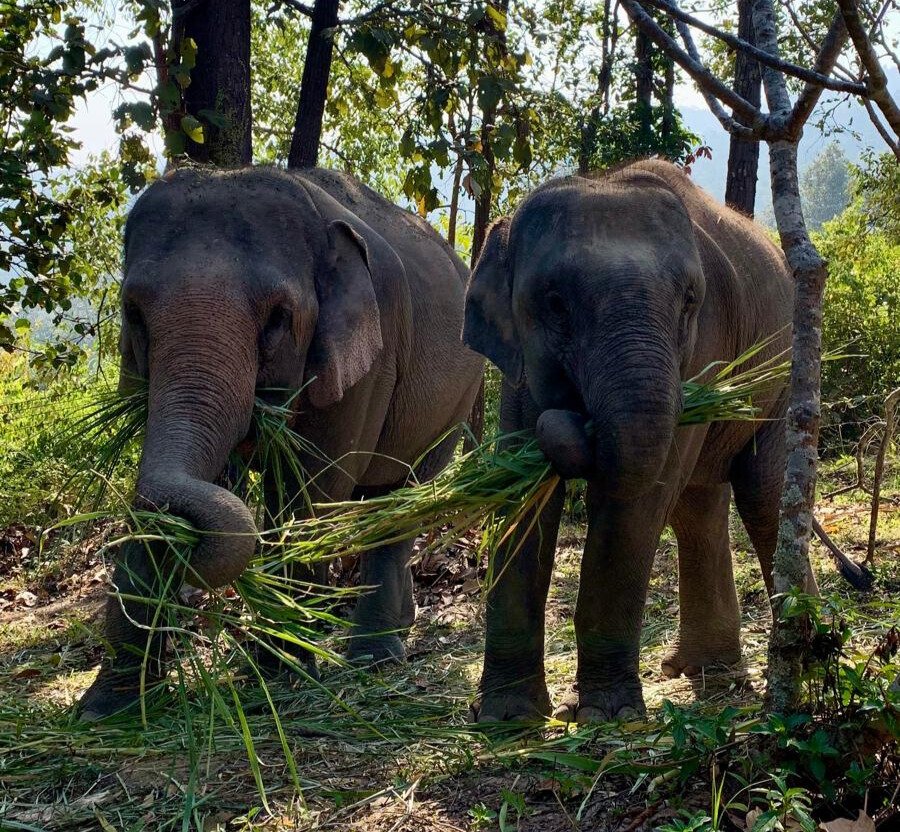 The elephants at the Chailai Orchid Eco Lodge were able to distract Jamie from her grumbling belly. 